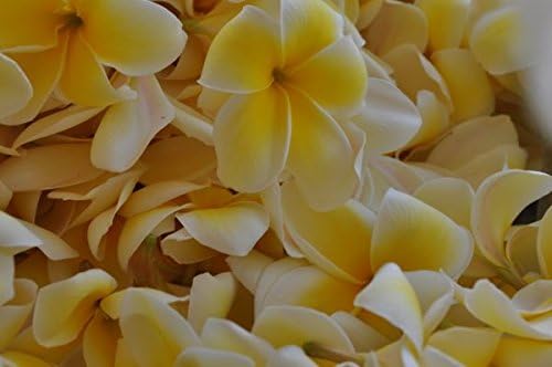 Hawaiian Yellow Melemele Plumeria Frangipani Plant Cutting
