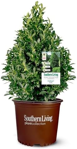 Southern Living 3 Gal. Oakland Holly Shrub