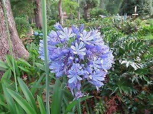 Agapanthus Blue Africanus Lillie Of Nile, Borders, BLUE FLOWERS, butterflies