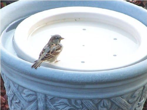 Songbird Essentials SE6017 Bird Bath Raft (Set of 1)