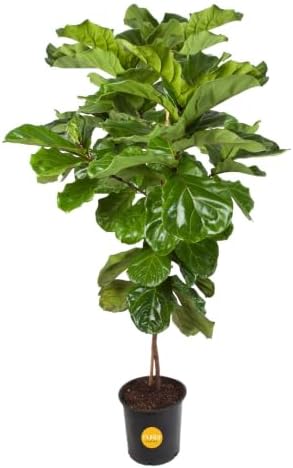 Costa Farms Fiddle Leaf Fig, Live Indoor Plant, Floor Plant