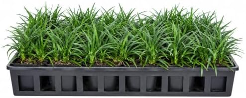 Dwarf Mondo Grass (Ophiopogon japonicus 'Nana') 18 Count Flat, 3.5" pots
