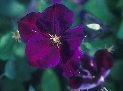 Raymond Evison Clematis - Clematis Giselle (Clematis) Perennial, pink flowers, 8`` - Size Container