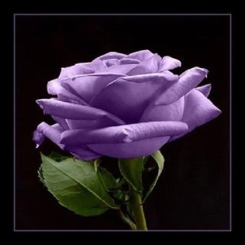 5 Purple Rose Rosa Bush Shrub Perennial Flower Seeds