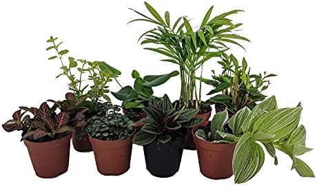 Terrarium & Fairy Garden Plants - 8 Plants in 2" pots
