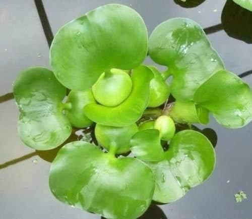 3 Water Hyacinth (Eichhornia crassipes) - Floating Live Pond Plants