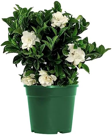 American Plant Exchange Gardenia Tree – Live Evergreen in Large 8-Inch Pot, Fragrant White Blooms, Easy-Care Indoor & Outdoor Flowering Tree for Home, Patio & Garden Décor