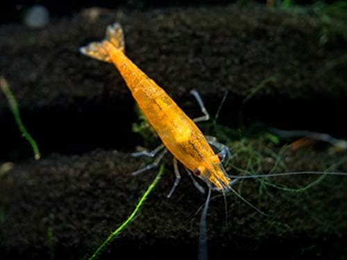 1 Live Orange Sakura Shrimp (Neocaridina davidi) - Breeding Age Young Adults at 1/2 to 1 Inch Long