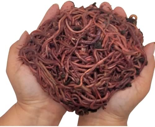 1000+ (1LB) Red Wigglers Live Worms for Composting Bins and Garden - Live Delivery! - Composting Earthworms - Great for Worm Castings, Pet Food