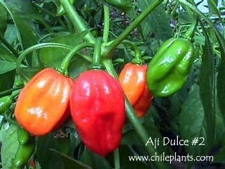 Live Plant- Aji Dulce #2 Pepper (3 plants),Venezuelan Heirloom,Sweet,Flavorful -Rare