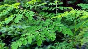 Moringa Oleifera Grow Kit | Pre-Soaked & Pre-Sown | Complete Organic Indoor Growing Set | Grow The Miracle Tree | Perfect Gardening Gift