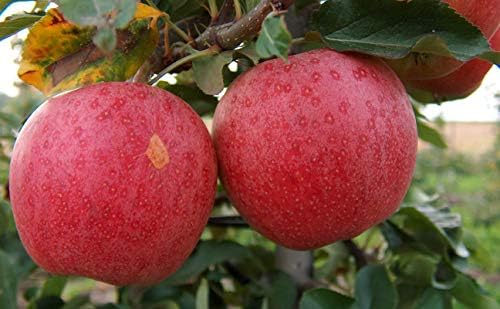 Fuji Apple Tree - Grow Fresh Fruit - Live Plant Shipped 3 Feet Tall by DAS Farms
