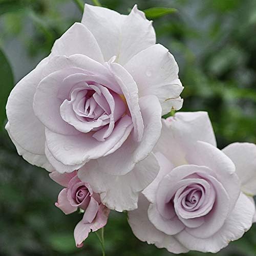 Heirloom Grandiflora Roses, Live Own Root Plant, Lagerfeld