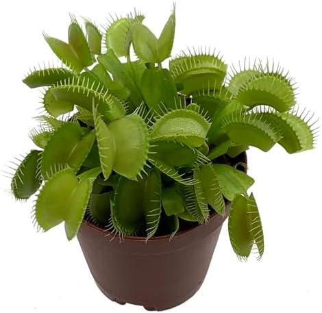 Venus Fly Trap Plant - Carnivorous - Dionaea - 2" Pot