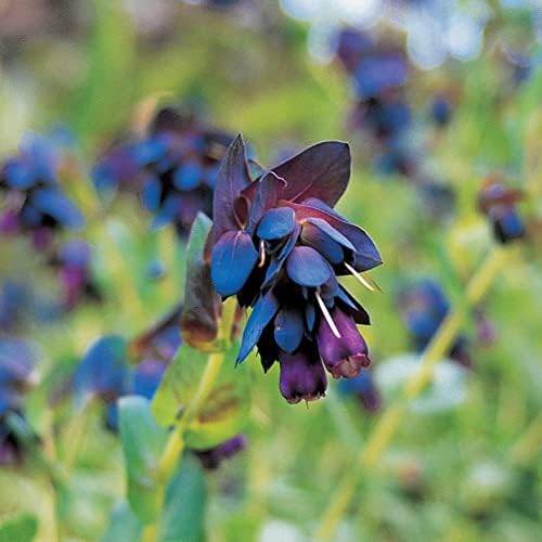 10 BLUE SHRIMP PLANT/HONEYWORT Cerinthe Major Flower Seeds
