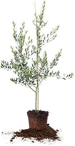 Arbequina Olive Tree - Live Plant, Includes Special Blend Fertilizer & Planting Guide