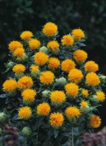 300 Seeds Yellow Orange Flower Safflower Saffron Carthamus Tinctorius #SDF01