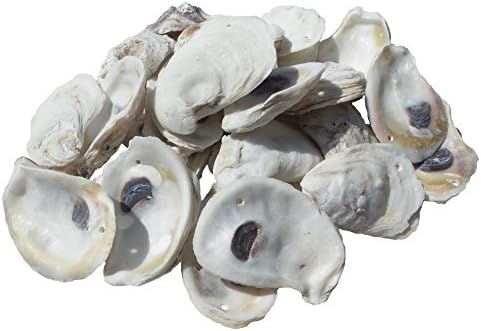 U.S. Shell, Inc., Drilled Oyster Shells, 2 to 3"
