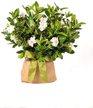 Gardenia Plant