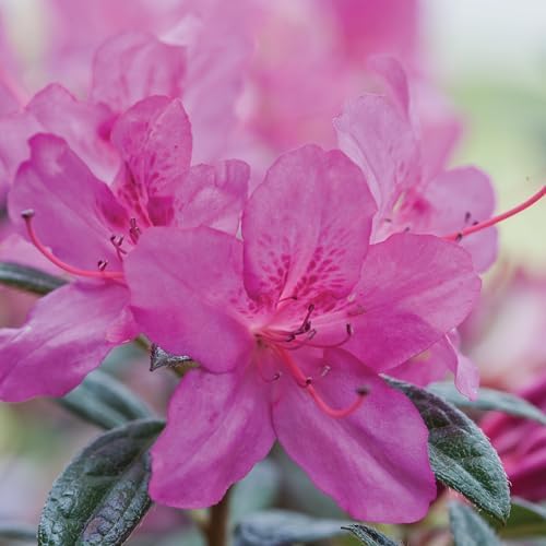Encore Azalea 2 Gal. Autumn Amethyst Azalea Shrub