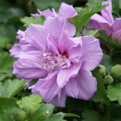 Brighter Blooms - Lavender Rose of Sharon Althea Tree, 4-5 ft. - No Shipping to AK, AZ, CA, HI, OR