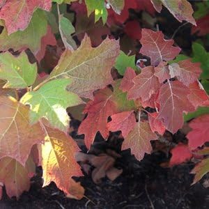 Unique Hydrangea Paniculata - Live Plant Shipped 2 Feet Tall by DAS Farms