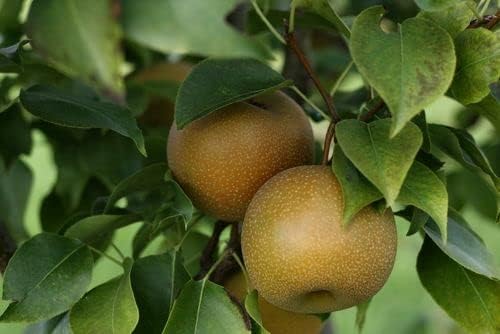 20th Century Asian Pear Tree 'Nijisseiki' - Live Fruit Plant Shipped 3 Feet Tall by DAS Farms