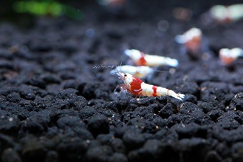 Live Freshwater Aquarium Shrimp - Caridina (Crystal Red Shrimp S-SSS Grade, 5 Pack)