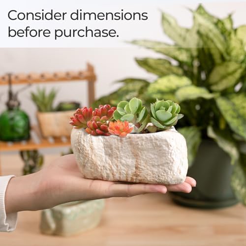 T4U 5.5 Inch Ceramic Succulent Pot Planter with Drainage Hole Set of 3