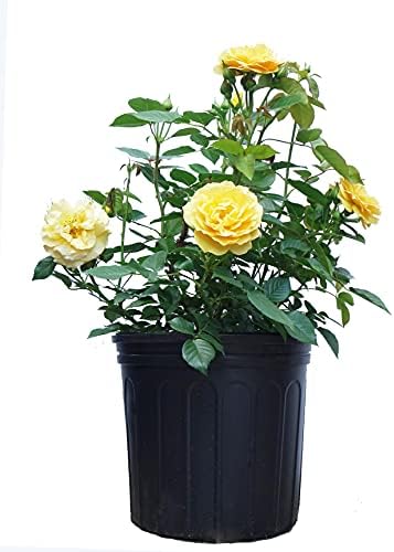 Rosa X Purple Pavement (Rose) Rose, purple flowers, #3 - Size Container