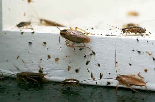 MGK NyGuard IGR Concentrate | Insect Growth Regulator | 140 ML | Break the lifecycle, Cockroach, Flea, Ant, Fly and Mosquito Concentrate, for Indoor/Outdoor Applications