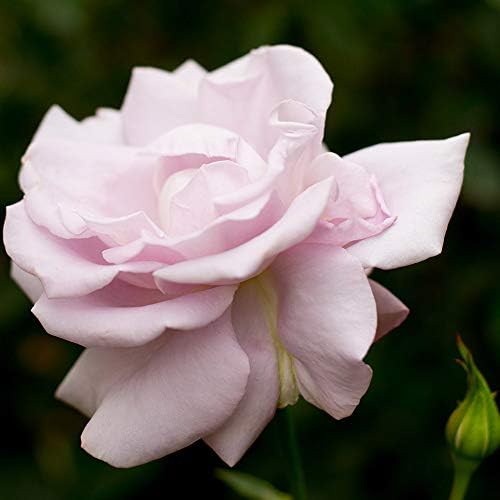 Heirloom Grandiflora Roses, Live Own Root Plant, Lagerfeld