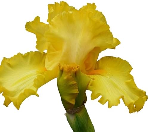 Picasso Moon Bearded Iris (Iris germanica) Plant Potted, Large Yellow Flowers, Heavy Bloomer, Stargazer Perennials