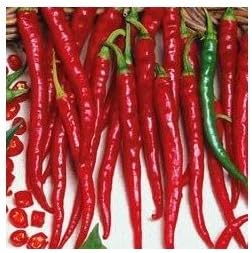 Clovers Garden Cayenne Long Slim Pepper Plants- Two (2) Live Plants – Non-GMO - Not Seeds – Each 4"-8" Tall in 4 Inch Pots - Medium Heat