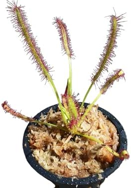 Carnivorous Cape Sundew (Drosera Capensis) Plant 3 inch Pot