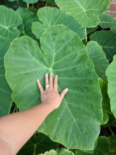 10 Bulbs Roots of Corns Colocasia Gigantea Bac Ha Doc Mung Elephant Ears