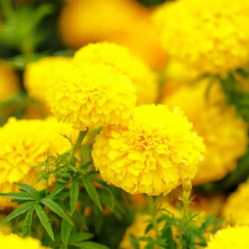 Park Seed Whopper Mix Marigold Flower Seeds – Giant 4-Inch Double Blooms in Yellow, Gold & Orange, Compact and Weather-Resistant Plants, Easy to Grow for Beds or Containers – Pack of 25