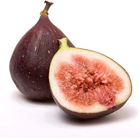 Ficus "Celeste" Fig Tree live plant cold hardy