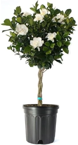 American Plant Exchange Gardenia Tree – Live Evergreen in Large 8-Inch Pot, Fragrant White Blooms, Easy-Care Indoor & Outdoor Flowering Tree for Home, Patio & Garden Décor