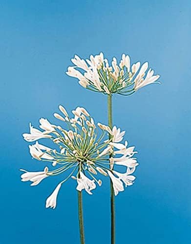 Agapanthus Africanus White Giant Perennial Seeds