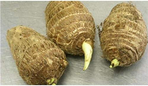 3 Live Colocasia Esculenta Elephant Ear Taro Gabi Kalo Eddo Bulbs #TSMN