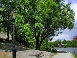 6 Black Willow Trees Cuttings - Easy to Grow - Very Attractive and Fast Growing Shade or Privacy Trees - 6 Live Trees