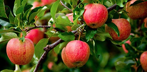 North Coast Organic Honeycrisp Apple Sauce, 24 Ounce (Pack of 6)