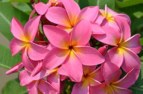 HAWAIIAN PINK PLUMERIA PLANT CUTTING ~ GROW HAWAII