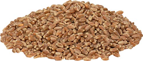 Wheat Berries Red Hard Winter