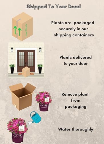 Encore Azalea Autumn Royalty (1 Gallon) Azalea of THE Year Purple Flowering Shrub - Full Sun Live Outdoor Rhododendron Plants