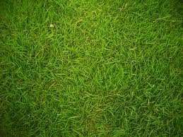 Blackjack Seeded Bermuda Grass Seed- 25# Bulk Warm Season by Blackjack