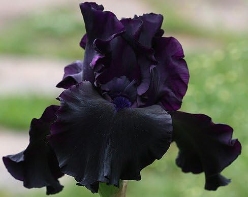 Superstition German Bearded REBLOOMING IRIS (1) Rhizome/Bulb/Root Ready for Planting Now