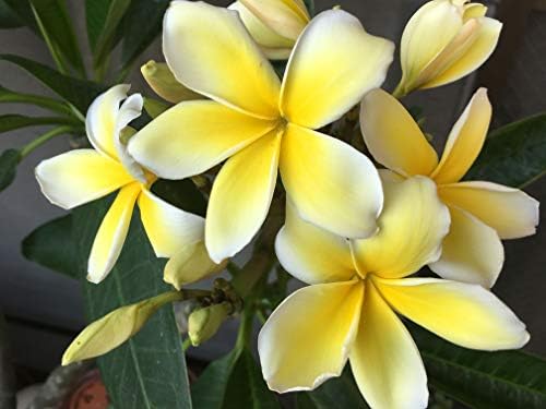 Plumeria Tree Frangipani Plant Cutting 1 Pk Discount Hawaiian Gifts
