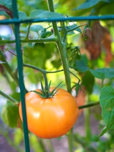 Happy Trees Large Heavy Duty Folding Tomato Cages, 3-Pack, Made in USA